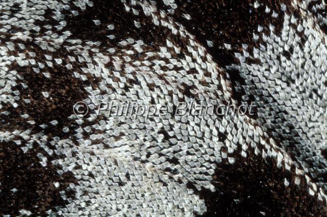 aile parnassius apollo 2.JPG - Gros plan, aile de Parnassius apolloApollonApollo wingLepidoptera, PapilionidaeFrance